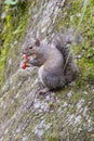 Florida Squirrel is eating junk food Royalty Free Stock Photo