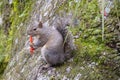 Florida Squirrel is eating junk food Royalty Free Stock Photo