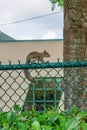 Florida Squirrel on fence Royalty Free Stock Photo