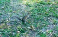 Florida Squirrel Royalty Free Stock Photo