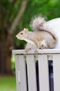 Florida Squirrel on garbage can Royalty Free Stock Photo