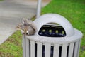 Florida Squirrel on garbage can Royalty Free Stock Photo