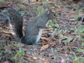Florida Squirrel is looking for food Royalty Free Stock Photo