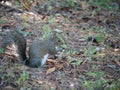 Florida Squirrel is looking for food Royalty Free Stock Photo