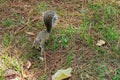 Florida Squirrel is looking for food Royalty Free Stock Photo