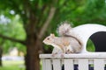 Florida Squirrel is looking for food Royalty Free Stock Photo