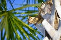 Florida Squirrel on palm tree Royalty Free Stock Photo