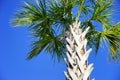 Florida Squirrel on palm tree Royalty Free Stock Photo