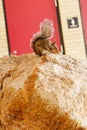 Florida Squirrel on rock Royalty Free Stock Photo