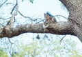 Florida Squirrel on tree Royalty Free Stock Photo