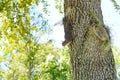 Florida Squirrel on tree Royalty Free Stock Photo