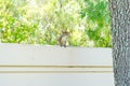 Florida Squirrel on tree Royalty Free Stock Photo