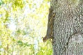 Florida Squirrel on tree Royalty Free Stock Photo