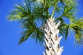 Florida Squirrel on tree Royalty Free Stock Photo