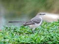 Florida State Bird - Northern Mockingbird