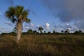 Florida State Forest Prairie with Palm Trees Everglades