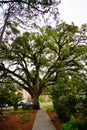 Florida State University Campus tree