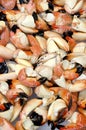 Florida Stone Crab Claws Royalty Free Stock Photo