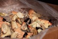 Florida Stone crab Menippe mercenaria steam cooked for lunch