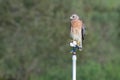 Florida subspecies of Red-shouldered hawk on sprinkler in farmer`s field