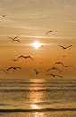 Birds at sunrise Royalty Free Stock Photo