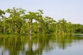 Florida swamp Royalty Free Stock Photo
