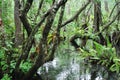 Florida Swamp Royalty Free Stock Photo