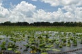 Florida swampland with lily pads growing out of the water