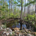 Swampland forest in Florida