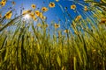 Florida Tickseed in bloom in Myakka River State Park in Sarasota Florida