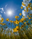 Florida Tickseed under a sunny spring sky