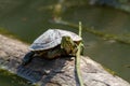 Florida tortoises swamps and ponds in Italy non-native animal Royalty Free Stock Photo