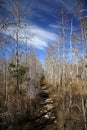 Florida Trail in Big Cypress