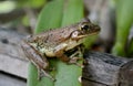 Florida tree frog ready to leap!