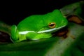 Florida Tree Frog