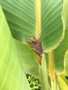 Florida Tree Frog Sitting In a Palm Frond Royalty Free Stock Photo