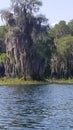 Florida tree moss swamp