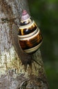 Florida tree snail in Everglades National Park, Florida