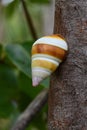 Florida Tree Snail on Gumbo Limbo Tree in Everglades National Park.