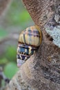 Florida Tree Snail on Gumbo Limbo Tree in Everglades National Park.