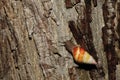 Florida tree snail in hardwood hammock, south Florida