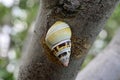 Florida Tree Snail - Liguus fasciatus - on Gumbo Limbo Tree - Bursera simaruba.