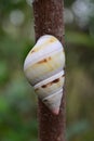 Florida Tree Snail - Liguus fasciatus - on Gumbo Limbo Tree - Bursera simaruba.