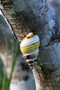 Florida Tree Snail - Liguus fasciatus - on Gumbo Limbo Tree - Bursera simaruba.