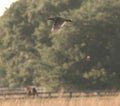 Florida turkey and Eastern meadowlark racing over a pasture.  The turkey is winning Royalty Free Stock Photo