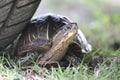 Florida Turtle. Be safe