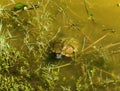 Florida turtle coming out of a lake