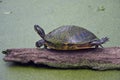 Florida Turtle on a log