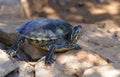 Florida turtle