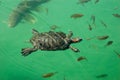 Florida turtle swimming in a pond Royalty Free Stock Photo